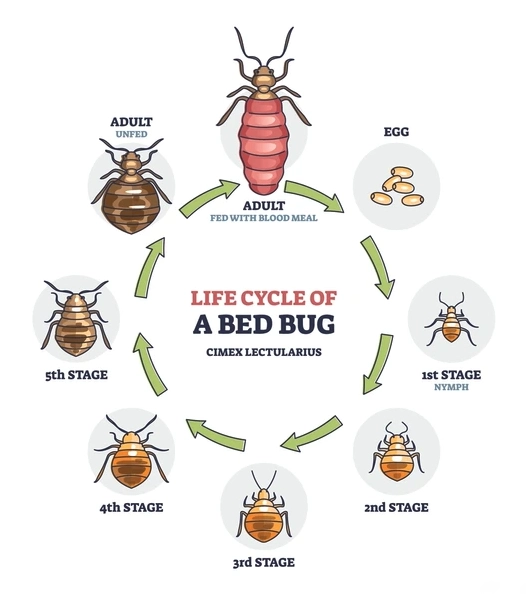 Life cycle of a bed bug (Cimex lectularius), showing eggs, first 
  through fifth stage nymphs, unfed adult and blood-fed adult