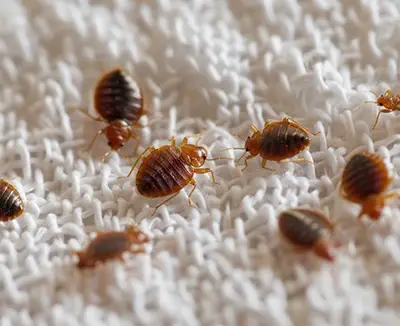 Bed bugs on mattress