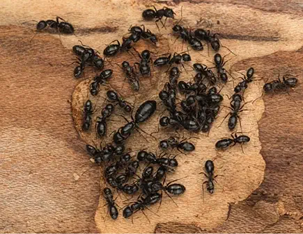 Close-up of carpenter ants
