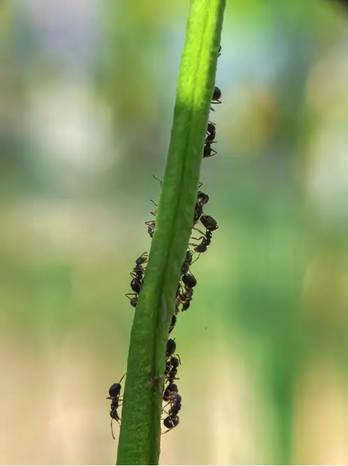 Professional ant control technician applying treatment