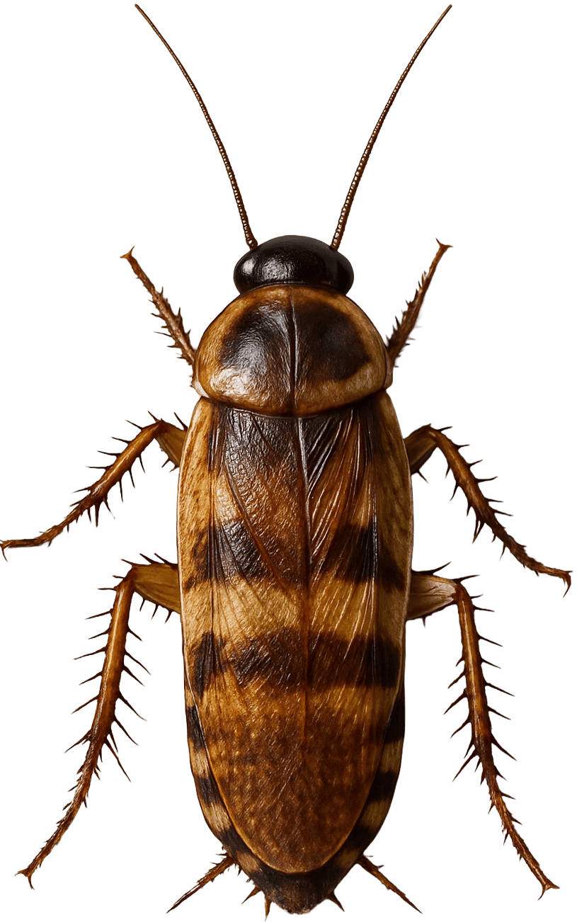 brown-banded-cockroach