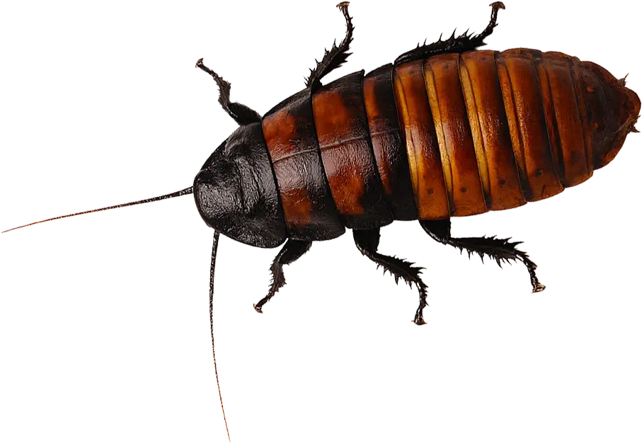 cockroach