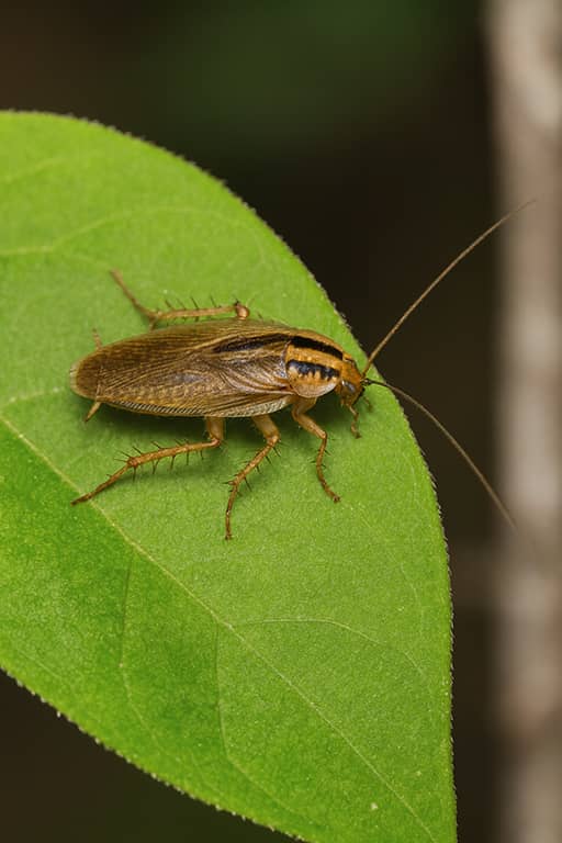 german cockroach on a leaf